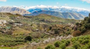 Flowered Almond trees near Beas de Granada , Spain